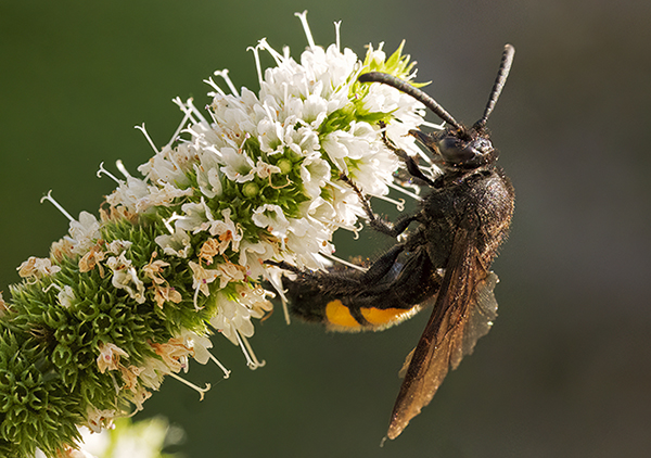 Scolia irta?